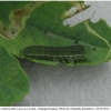 colias hyale larva4 volg1